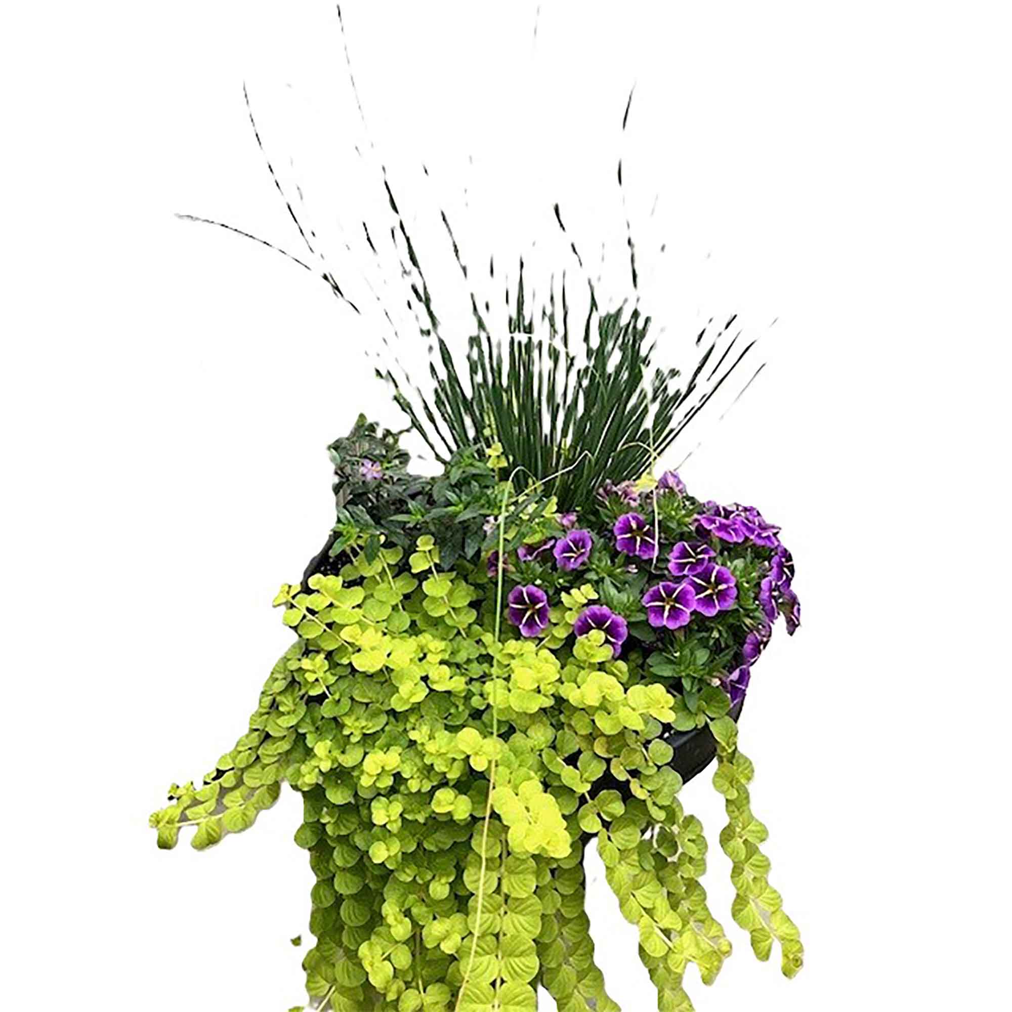 Miniature 1